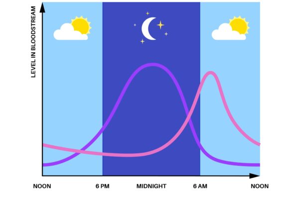 Circadian rhythm infographic poster. Melatonin and cortisol are produced in human brain. Colorful diagram of circadian cycle. Night day life balance. Sleep wake cycle chart flat vector illustration.